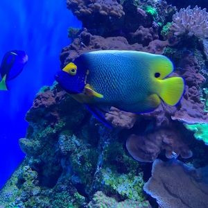 Meet your Posher, Martha